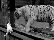 开云体育官网-冰火双杀，利拉德独舞如烈焰，森林狼铁阵碾碎上海旋风