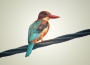 开云体育入口-美加墨世界杯之夜，本泽马那颗划过北美天际的法兰西流星