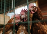 开云体育-鹰击长空，武切维奇展现王牌本色，关键战役中无惧挑战定乾坤