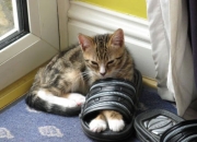 开云体育app-数据与激情，当F1揭幕战之夜遇上大场面先生哈兰德