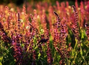 开云体育平台APP-冰与火之歌，当巴萨铁骑碾碎冰岛童话，迪马利亚用魔杖接管世界权杖争夺战