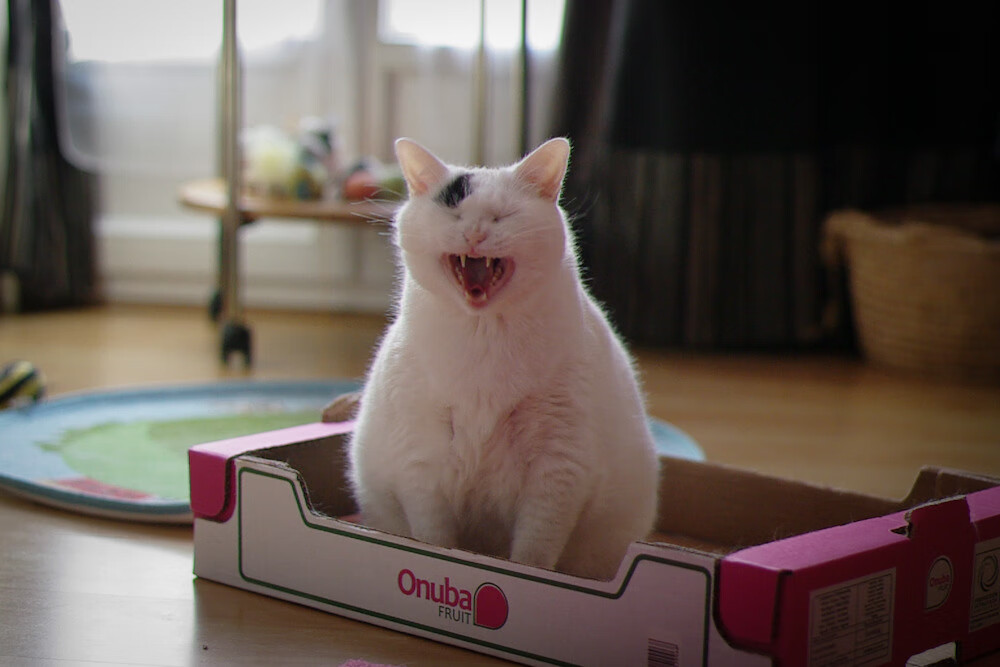 绿脊之战，当塔图姆在NBA季后赛之夜诠释何为完美