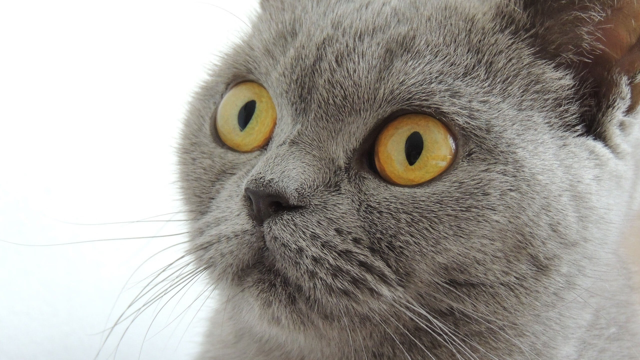 21世纪宿敌重逢！国王末节逆转老鹰，季后赛门票之争白热化