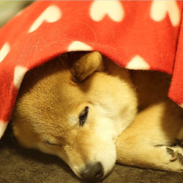 绿茵收割,爱尔兰力克尼日利亚,帕尔默冠军级表现铸就辉煌