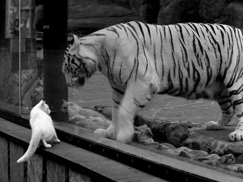 铁闸与利刃,尼日利亚的窒息式防守如何锁住马里,阿拉巴的尖刀为何总能见血?