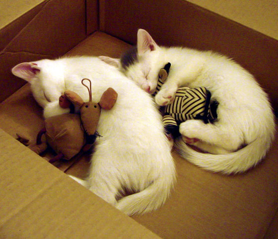 跨界争霸,鹈鹕险胜广东队问鼎篮球之巅,哈利伯顿英超赛场奇幻接管夺冠战