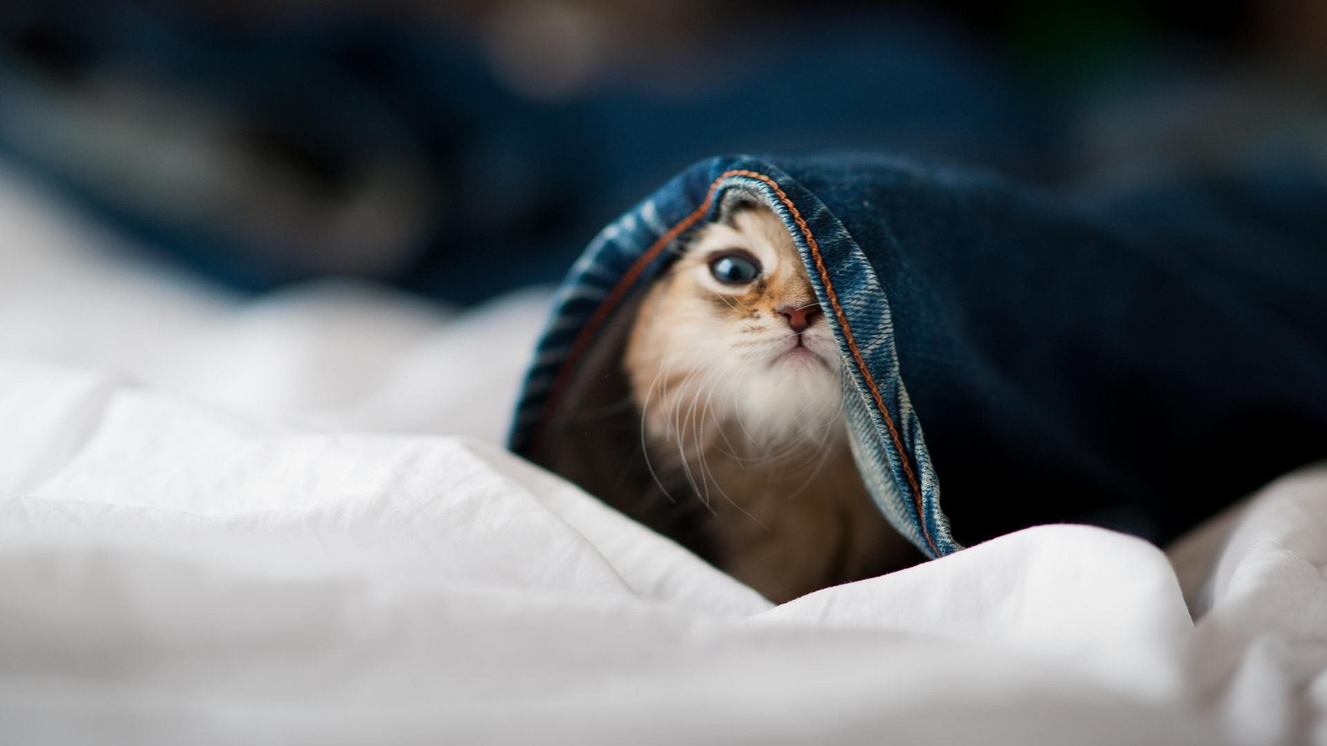 南非对阵AC米兰,一场梦幻对决,孔德在时空交汇处证明自己