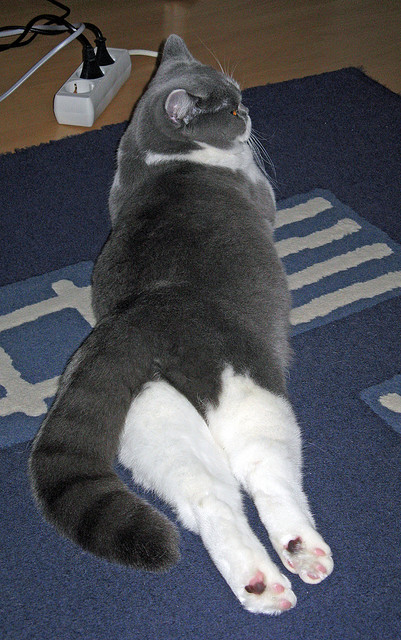 跨界终结者，马德里竞技的南非启示与加维的F1冠军接管