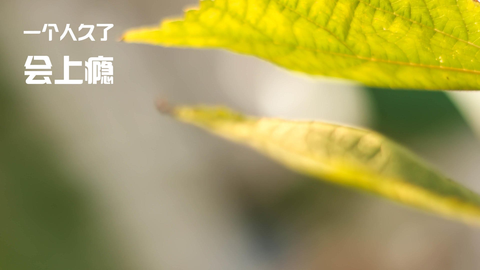 意外关联，当意甲焦点战遇上CBA—吉林队如何稳稳拿下深圳队